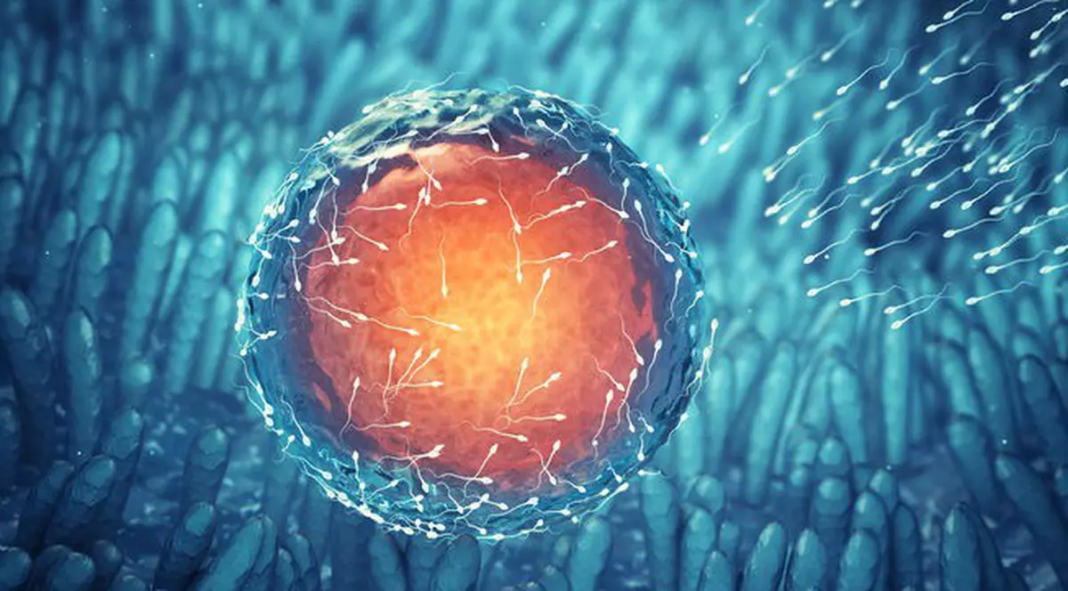 Cum se naşte o nouă viaţă