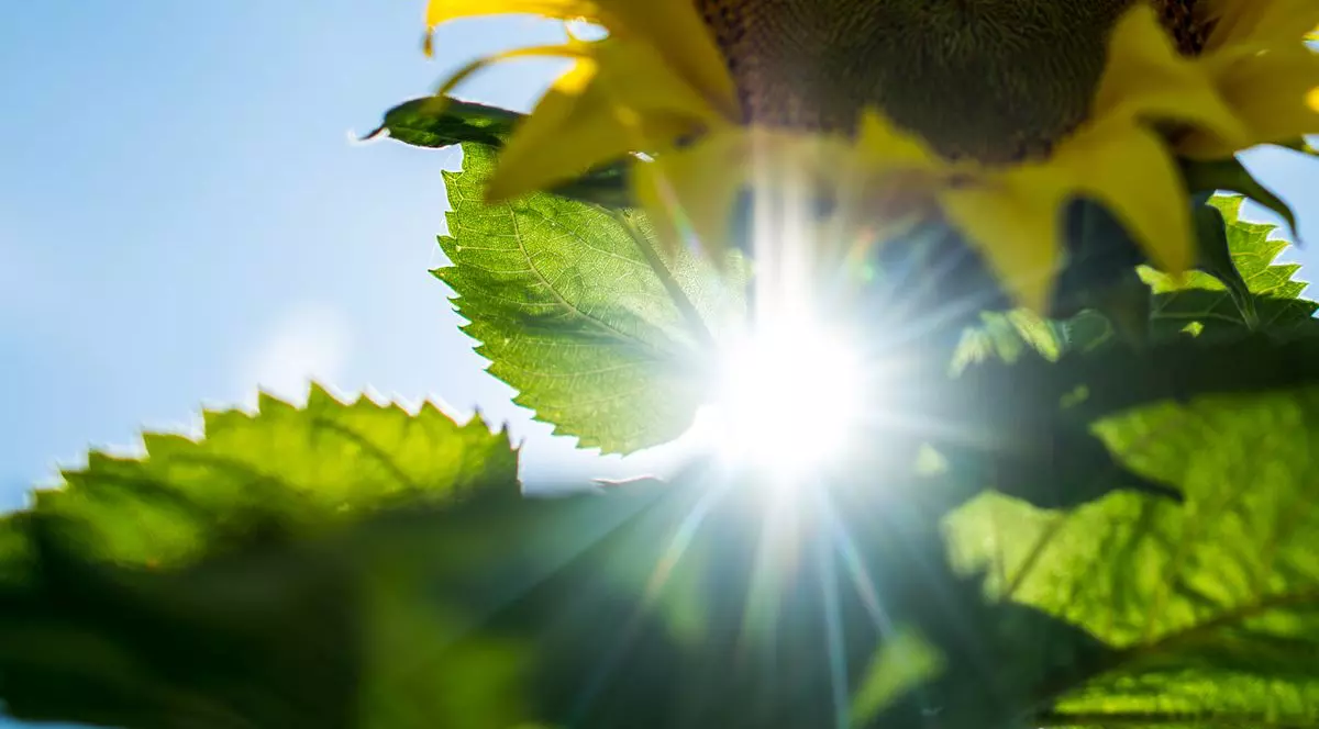 Încălzirea globală: Anul cu cele mai ridicate temperaturi înregistrate vreodată pe Pământ