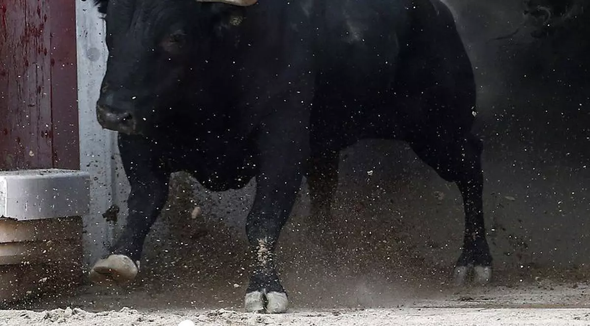 Focșani, San Fermin de Moldova! Taur de 400 de kilograme scăpat dintr-o maşină, în goană pe străzile orașului