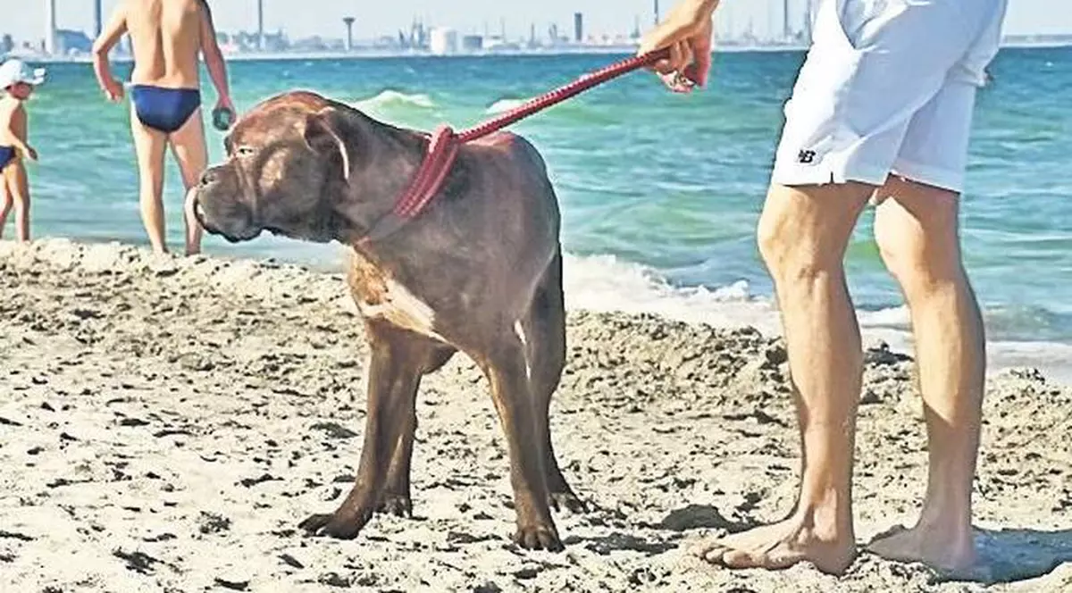 O fetiţă de 7 ani, muşcată de un câine lăsat liber de proprietar pe o plajă din Constanţa