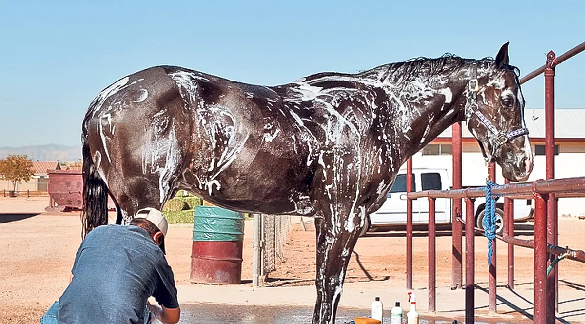 Păr mătăsos ca de... cal! O modă bizară apare în România