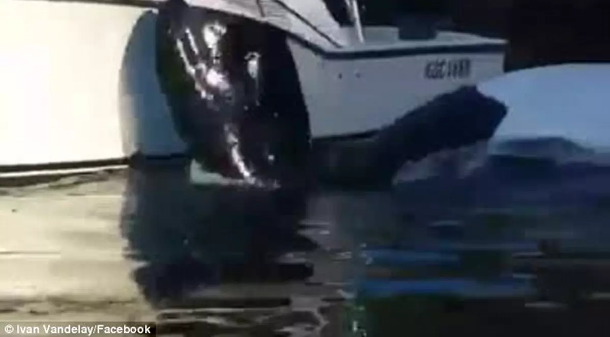 Imaginile au ajuns virale! Momentul în care o balenă se apropie de barca unor pescari şi cere ajutor