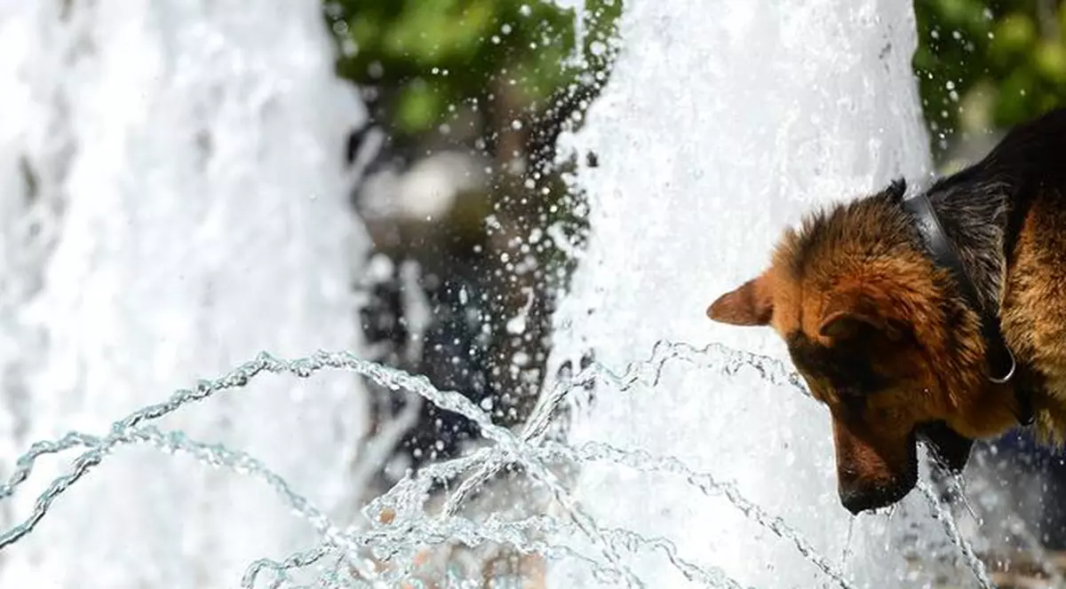 ANM a emis COD PORTOCALIU de caniculă în 5 judeţe. Când se mai răcoreşte