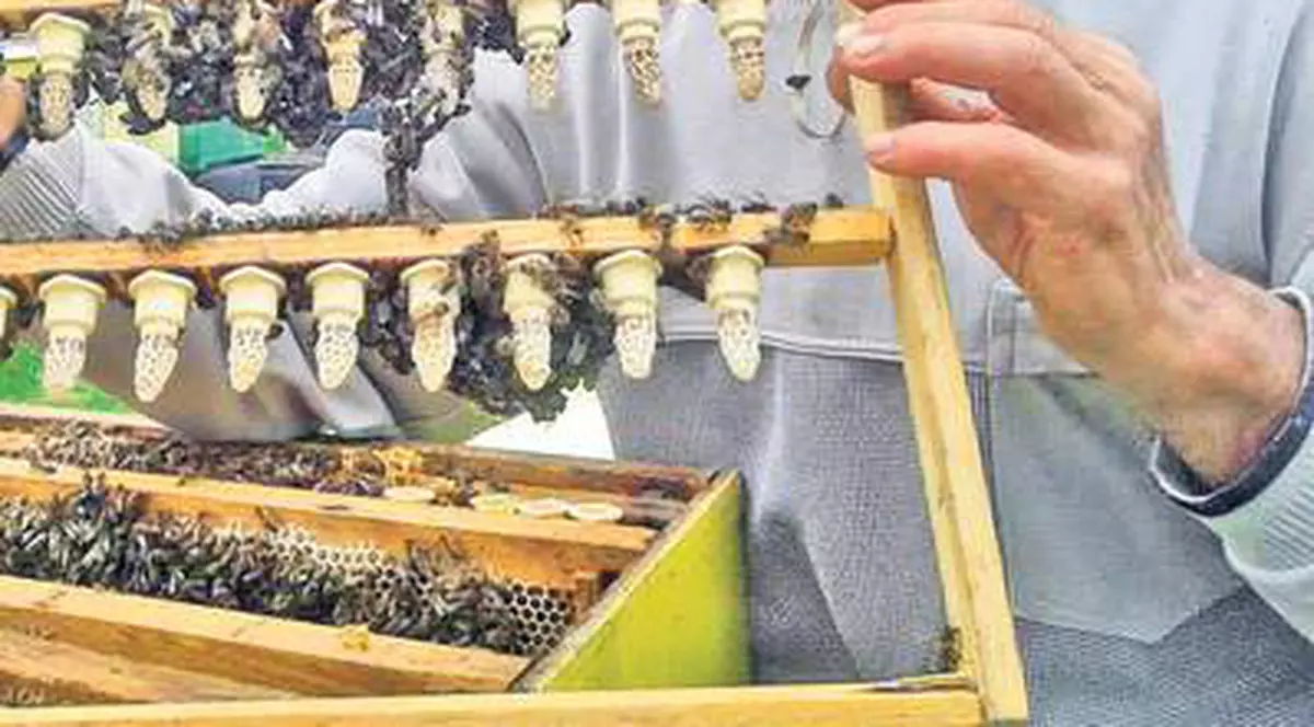 Faceţi-vă rezerve de MIERE! Pesticidele au ucis albinele, iar PRODUCȚIA E COMPROMISĂ