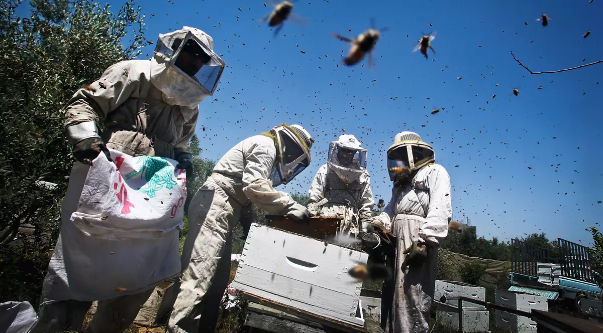 Canicula a înnebunit albinele! Insectele agresive au băgat în spital câteva zeci de persoane