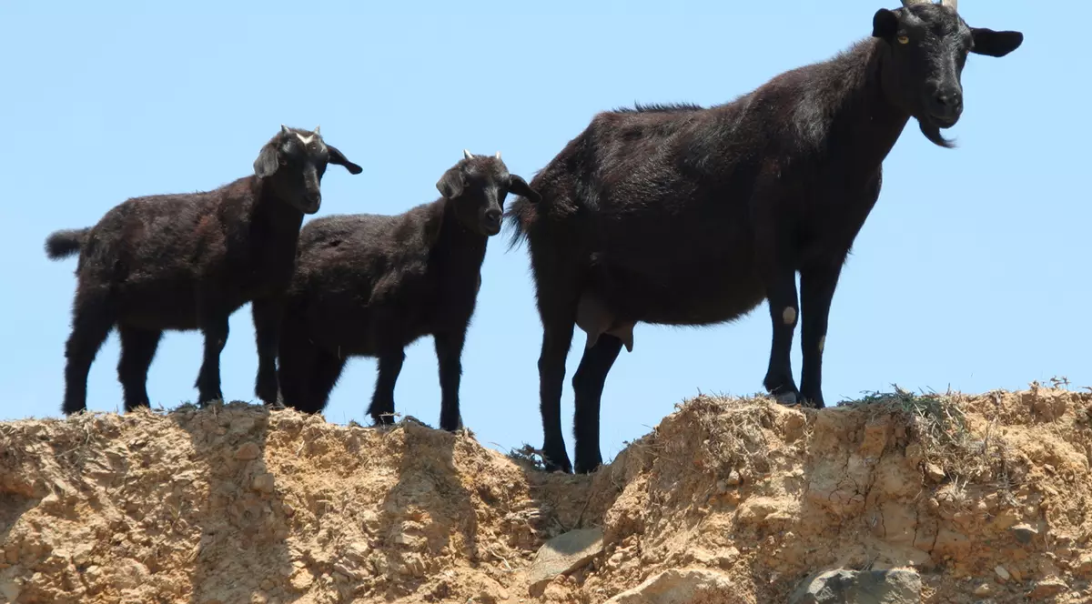 Doi bărbați din Borșa au ucis capre negre sub ochii unui grup de turiști