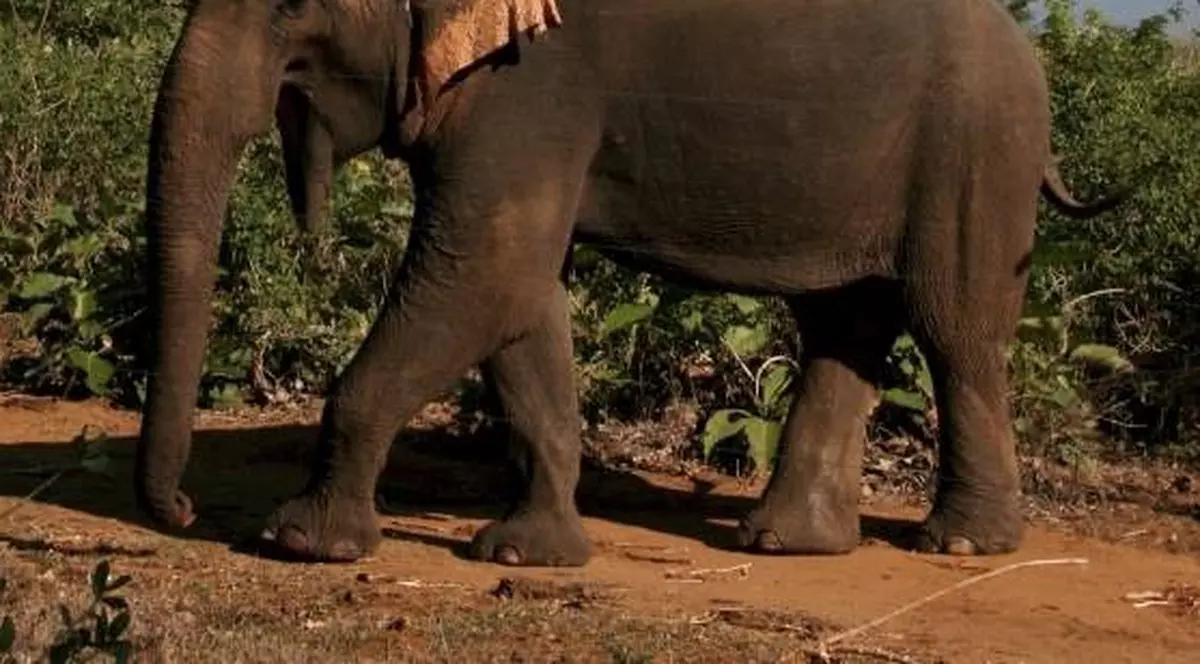 Un elefant ȘI-A UCIS ÎNGRIJITORUL și a fugit în junglă cu trei turiști în spinare