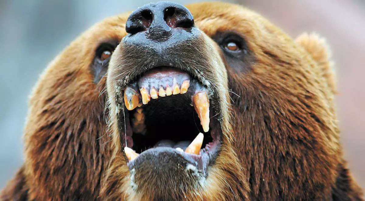 Urşii «s-au spurcat la sânge»