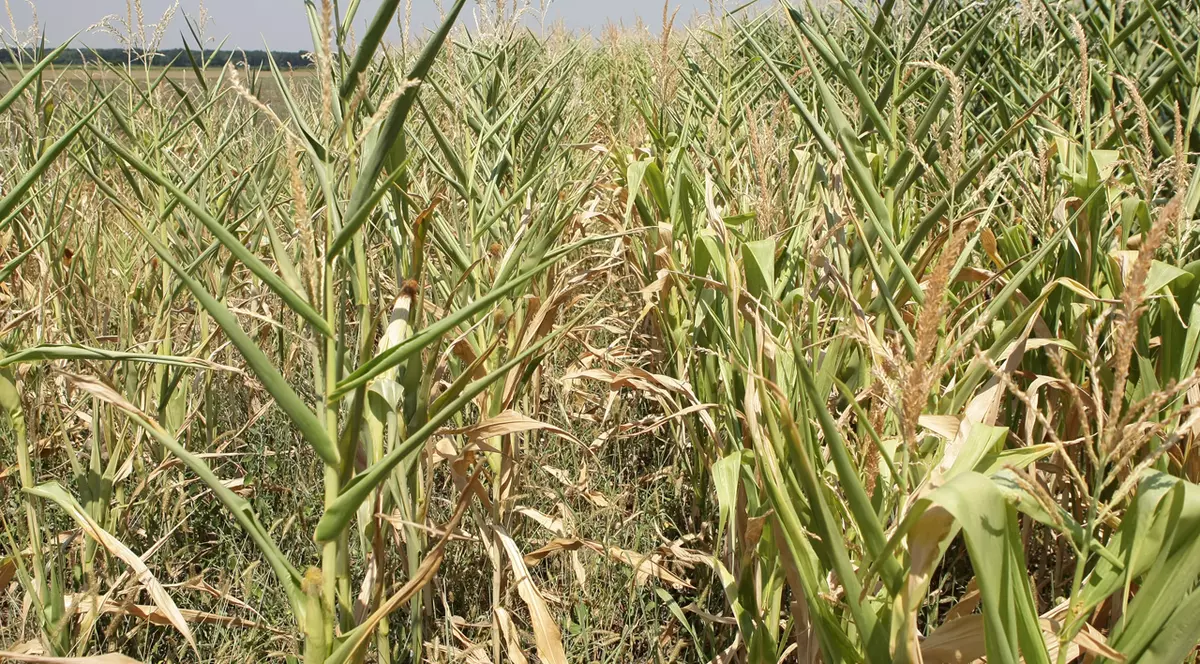 Cea mai gravă secetă din ultimii 100 de ani în România și Polonia. Situația este și mai dramatică în Cehia