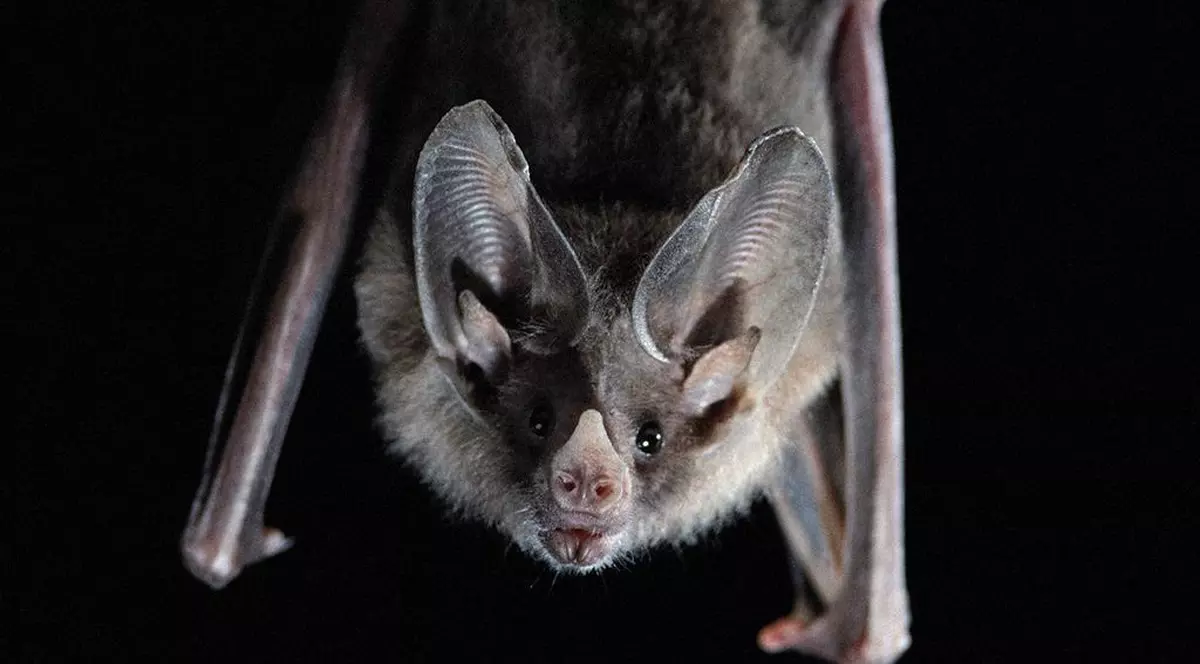 Șase tipuri noi de coronavirus au fost descoperite la lilieci FOTO: EPA