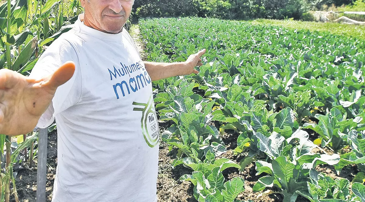 Canicula a dat în fiert murăturile