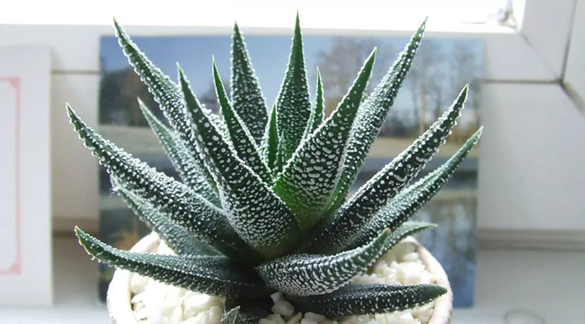 5 plante pentru dormitor care te ajută să dormi mai bine!