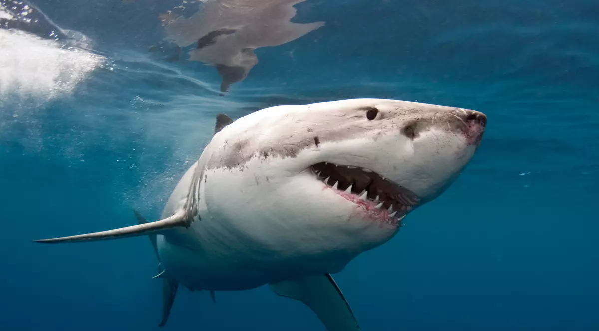 VIDEO. Plaje închise din cauza rechinilor