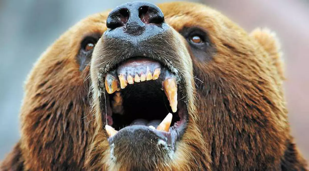 Un copil de 13 ani și un cioban, MUȘCAȚI DE UN URS, în Dej