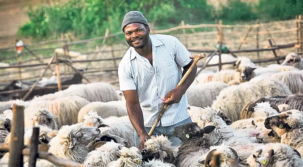 Maramureşul are primul cioban de culoare