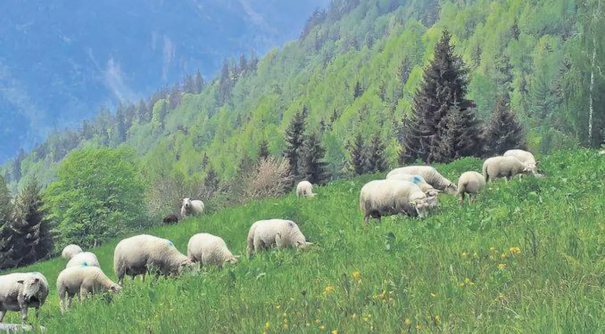 Caz şocant descoperit la Botoşani! Patru fraţi, făcuţi sclavi la stână