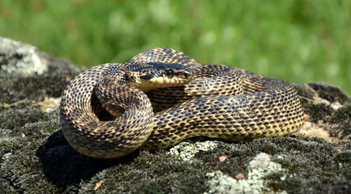 Fenomen rar la o grădină zoo! Un şarpe virgin a făcut pui