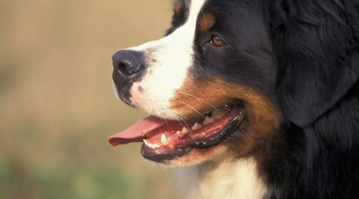 Incredibil! Ce au descoperit poliţiştii de frontieră din Sighet într-un sac cu mâncare pentru câini