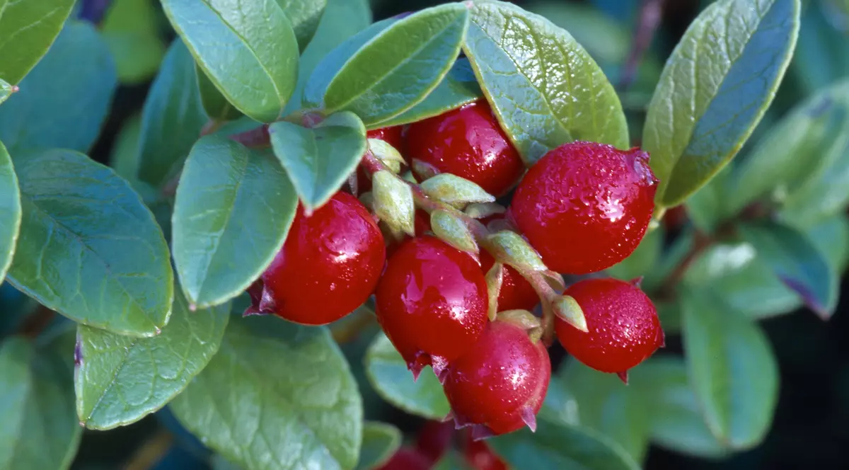 Ce afecțiuni poți trata cu merișor