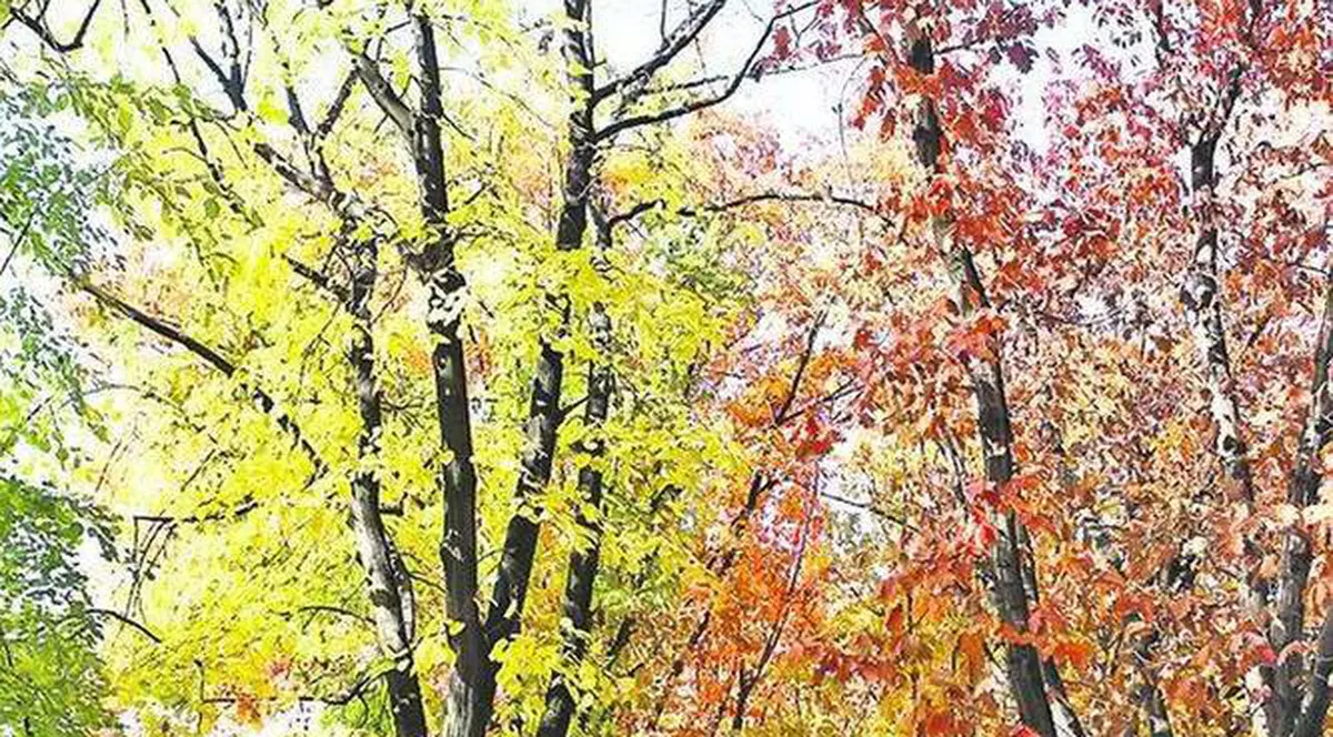 Prognoza meteo actualizată | Cum va fi VREMEA la inceput de saptămână