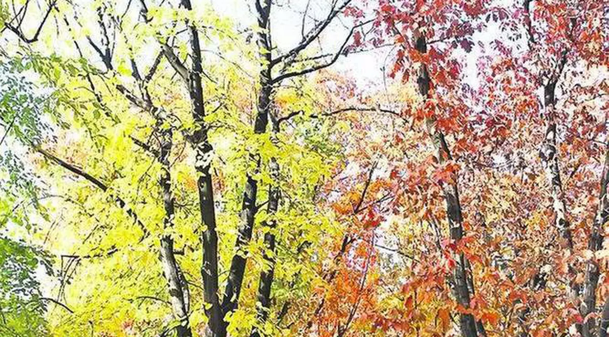 PROGNOZA METEO | Când scăpăm de ploi și cum va fi vremea în următoarele zile