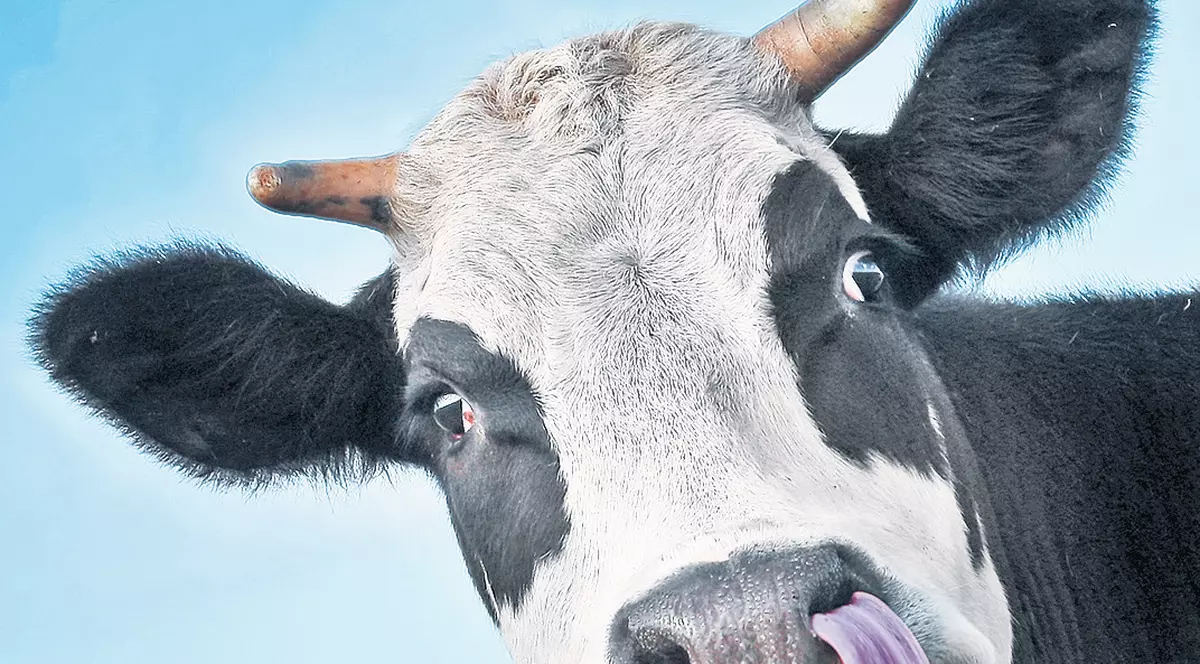 Un joc pe mobil oferă drept premiu văcuțe vii