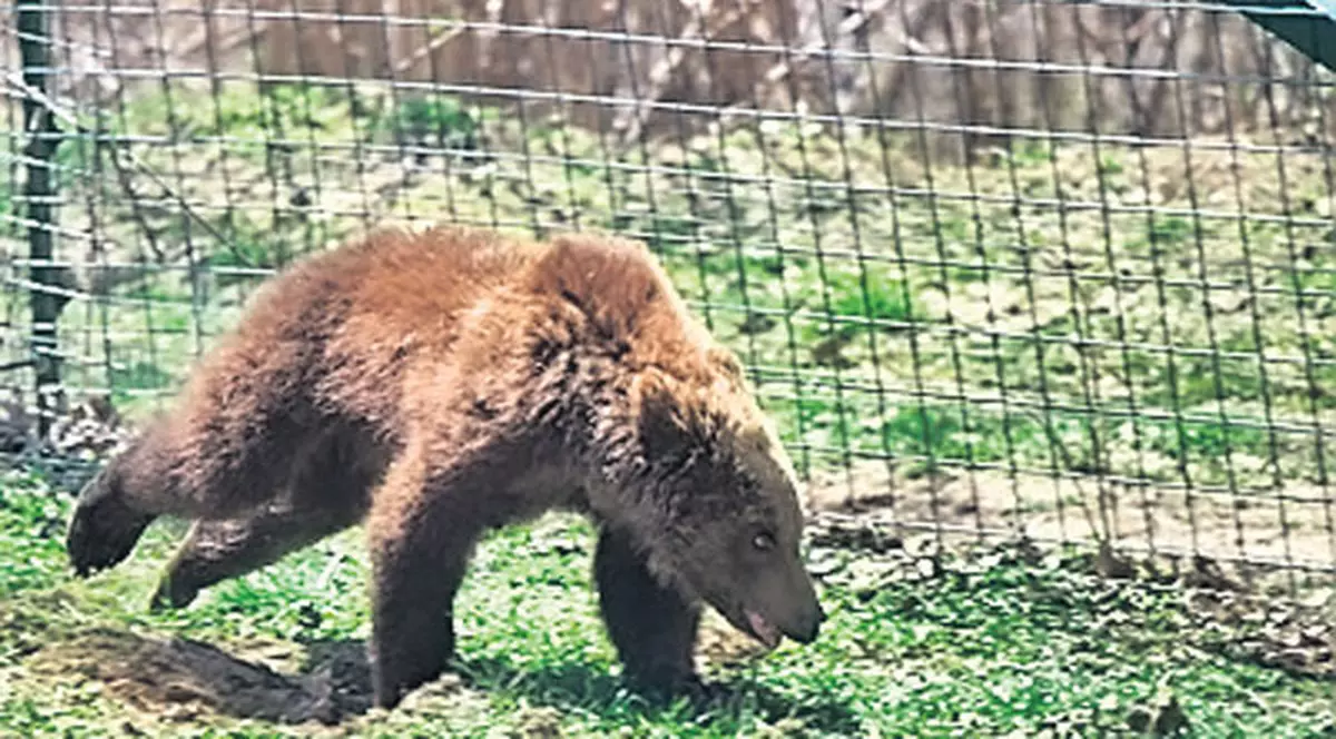 Paddington face numai «drăcii» la Zărneşti | În libertate speria oameni, în pădure... pune pe fugă urșii bătrâni
