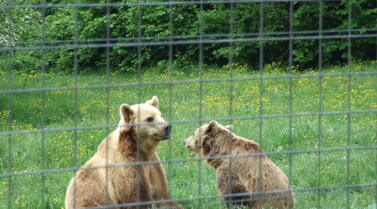 Ai nume de animal? Ești norocos! Vezi la ce-l poți folosi în acest week-end! 