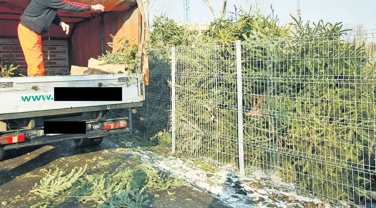 Cu o lună și jumătate înainte de Crăciun a început jefuirea pădurilor