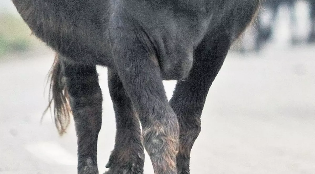 Secretele afacerii cu animale semisălbatice | Doar «dresorul» poate mulge bivoliţa!