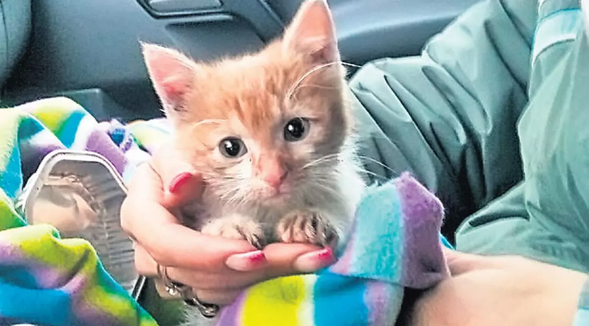 Intervenție inedită la Brașov | A suferit cât pentru 9 vieți!