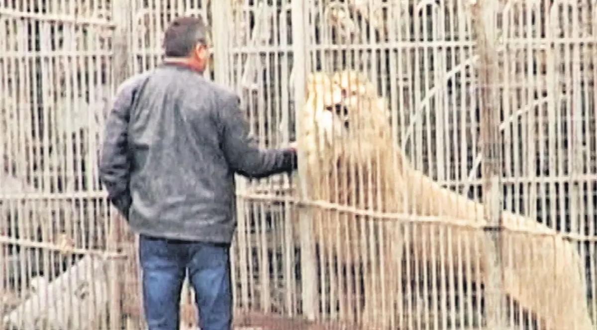 Întâmplare misterioasă în jungla rurală | Sfâșiată de leu în curtea casei? Ciudatul caz este anchetat de poliţiştii dâmboviţeni