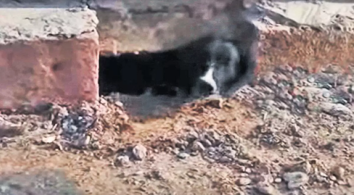 A salvat o căţeluşă zidită la temelia blocului