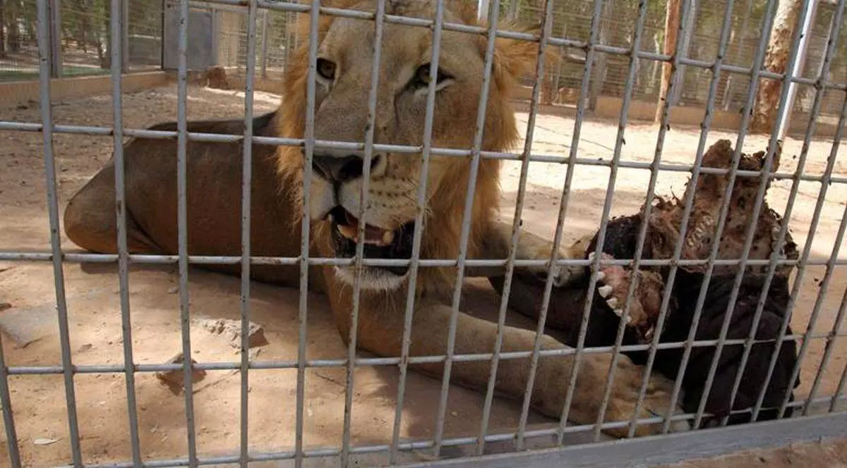 ŞOCANT! Femeie muşcată de un leu în Dâmboviţa