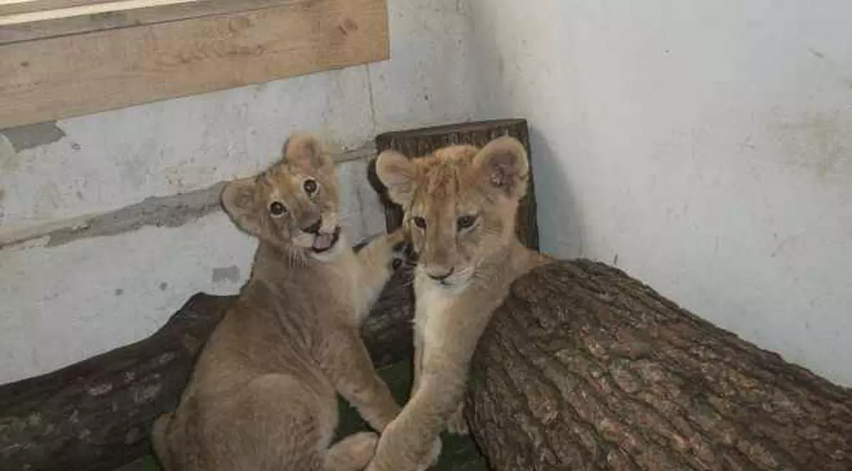 EXCLUSIV | O altă grădină zoologică ”privată” la țară, în județul Dâmbovița. Proprietarul are lei, maimuțe...