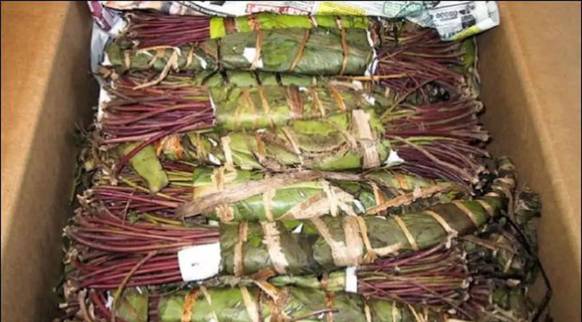 Drogul african khat e pe gustul toxicomanilor de la noi. Patru kilograme au fost interceptate într-o acțiune secretă a polițiștilor