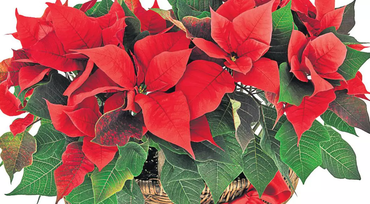 Trucuri de viaţă lungă pentru… Florile Crăciunului