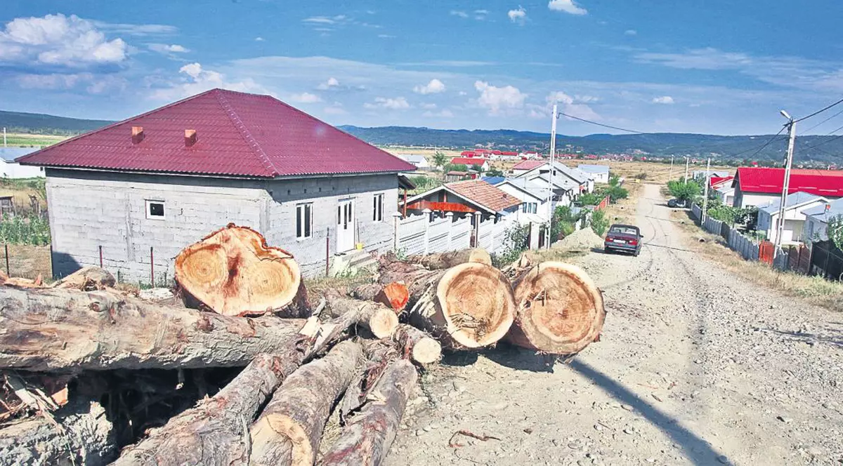 România pierde 3 hectare de pădure pe oră!