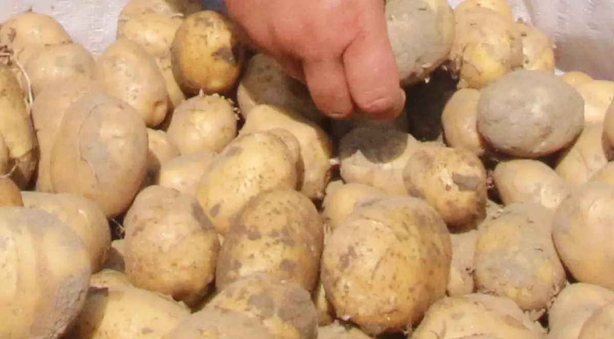 NASA vrea să cultive cartofi. Pe Marte | VIDEO