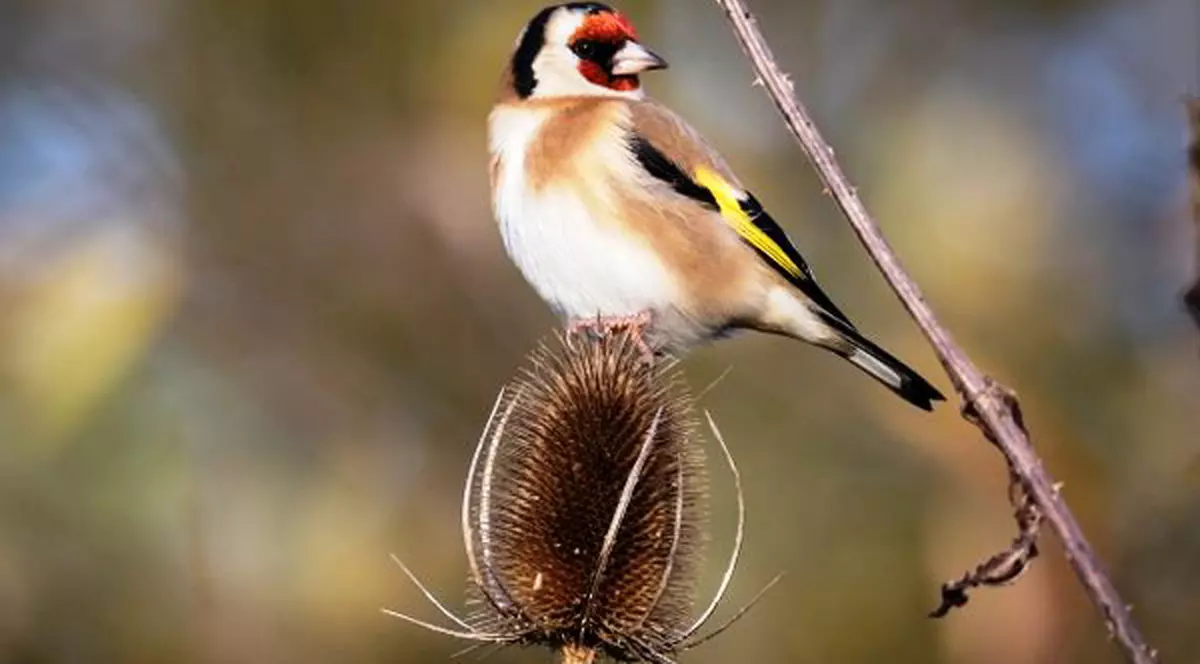 Dosar penal pentru câțiva sticleți! O femeie și un bărbat din București au necazuri mari cu legea