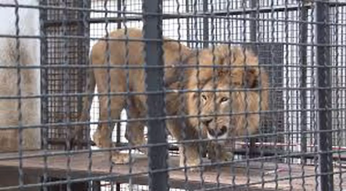 Cea mai șmecheră tentație la grădina zoologică: poți dormi în ”casa” leilor. Află cât costă aventura!