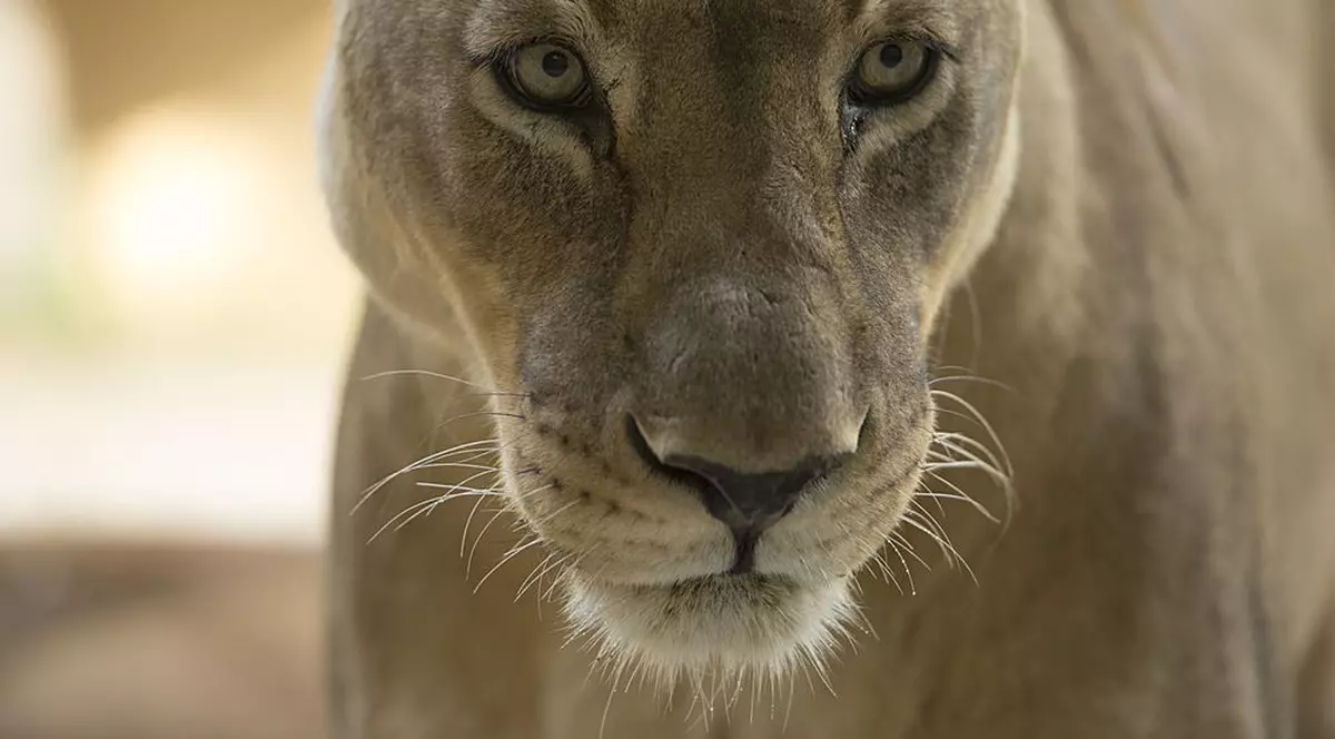 Un alt leu celebru a fost ucis în Africa. După Cecil, leoaica Bibi a fost otrăvită | VIDEO