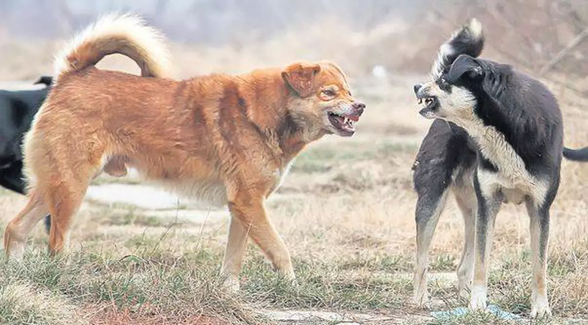 Răzbunare bolnavă a unui ilfovean! Jandarmii l-au prins când trăgea cu arma în câinii comunitari