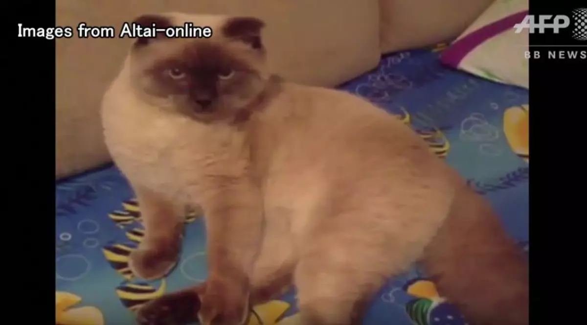 O pisică se află în fruntea sondajelor pentru alegerile dintr-un oraș din Siberia  | VIDEO