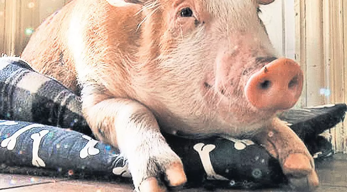 Ignatul, tradiţie pe cale de dispariţie