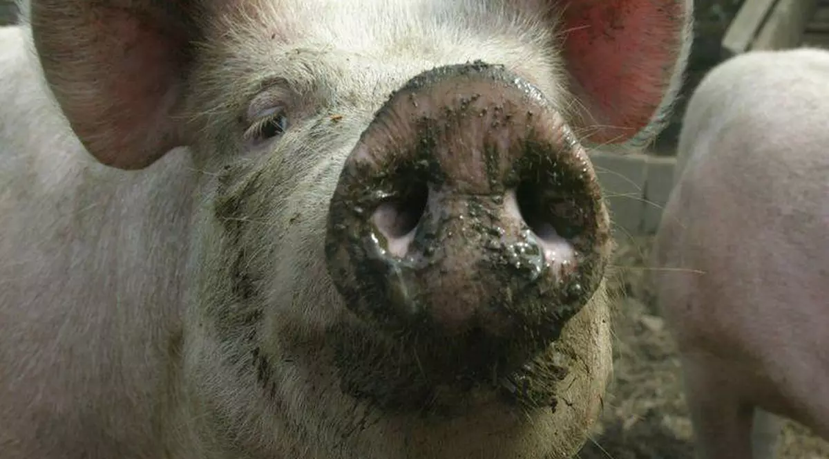 Sfârșit șocant pentru un bătrân din Buzău! Mâncat de porci după ce a făcut infarct