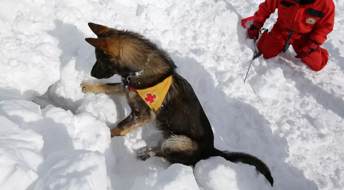 Să punem răul înainte: Ce faci dacă ești surprins de o avalanșă