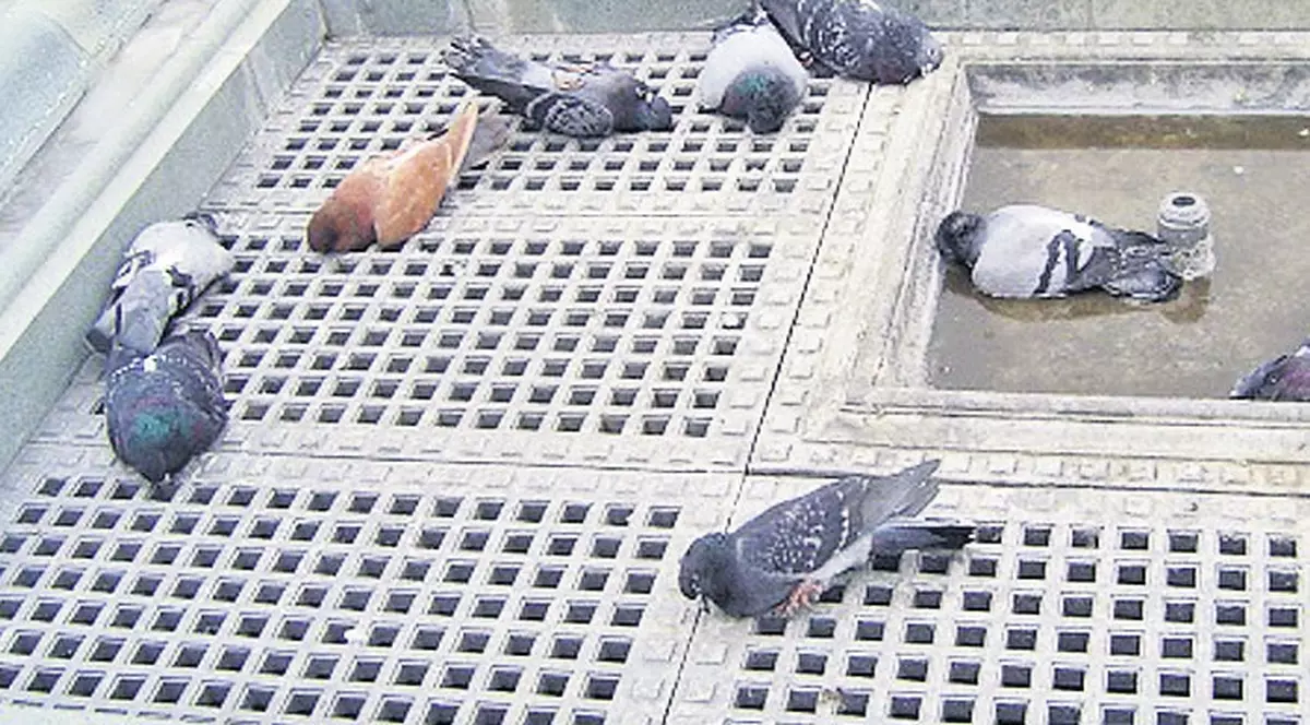 Frig de mor porumbeii...