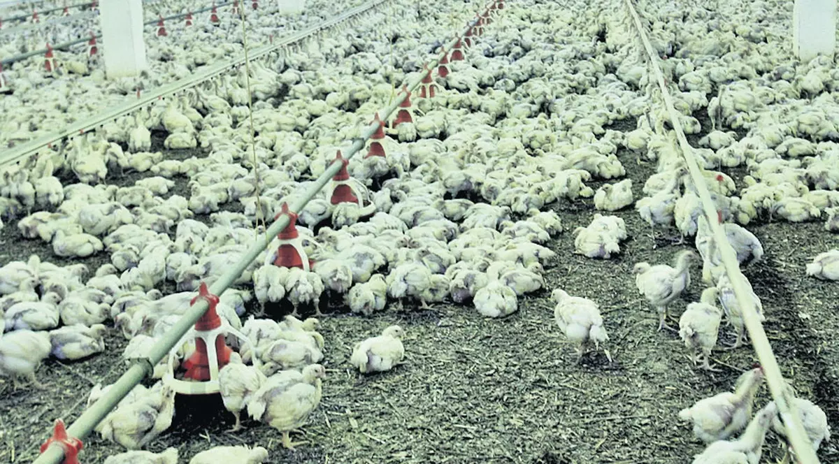 Puii de Crevedia, campioni la evaziune fiscală