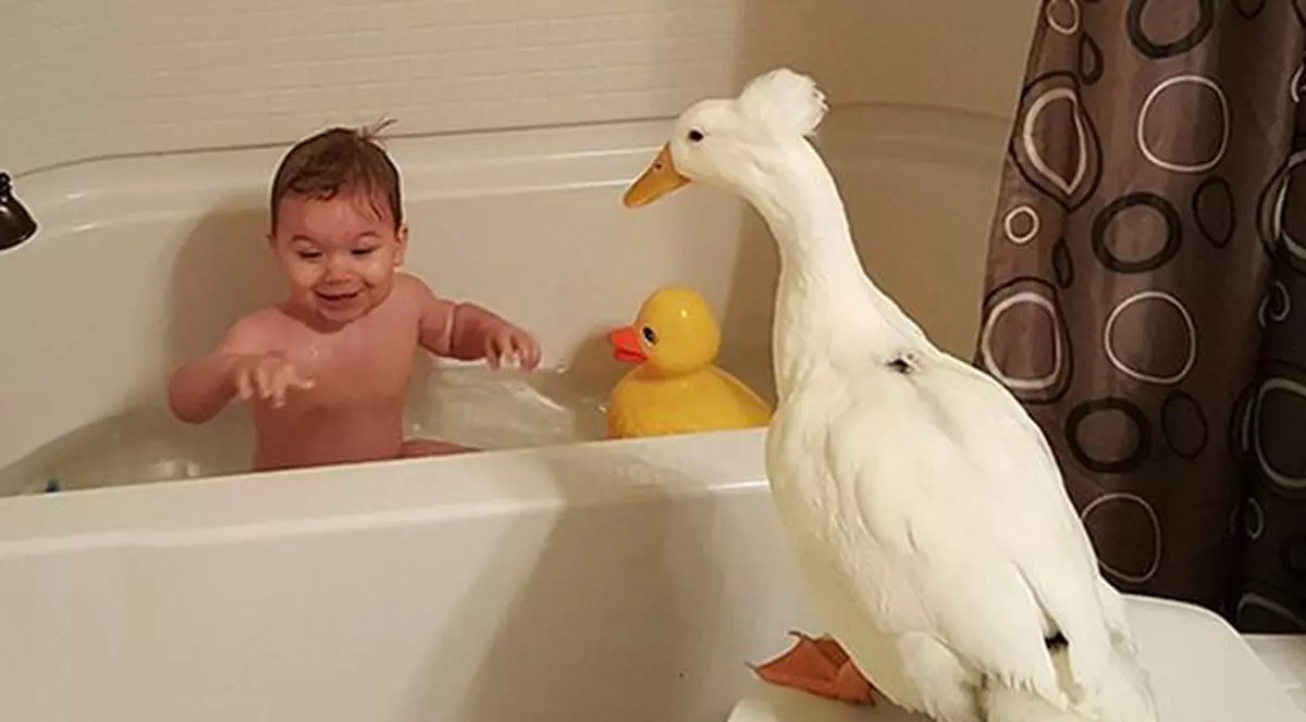 Imaginile care au cucerit internetul! Prietenie inedită într-un copilaș și o rață!